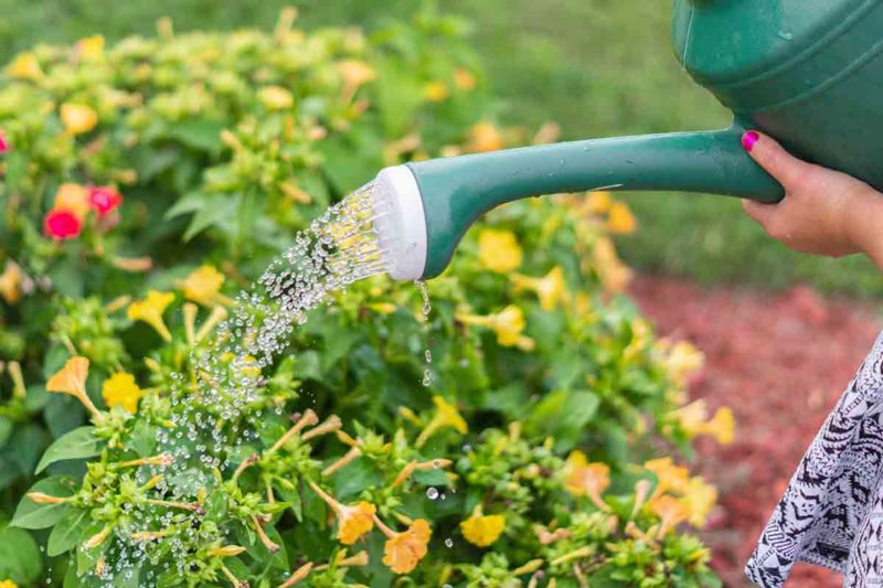 Water your plants without wasting the water