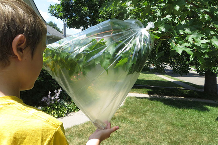 Transpiration bag to extract water from the plants without killing them