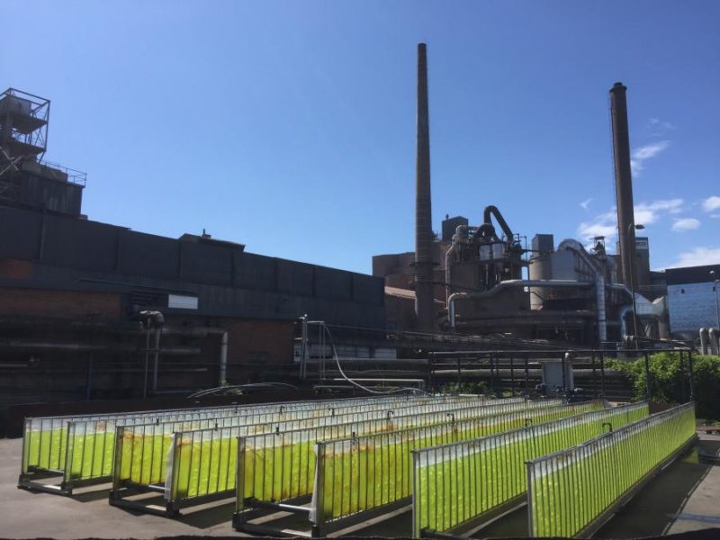 Green Algae production plant in Sweden
