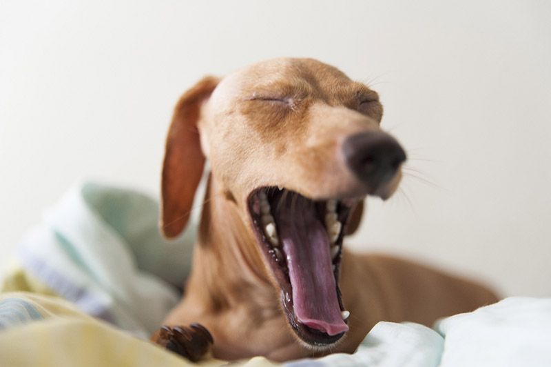 Indoor Air Pollution: Brush your pets outdoors to keep pet dander out