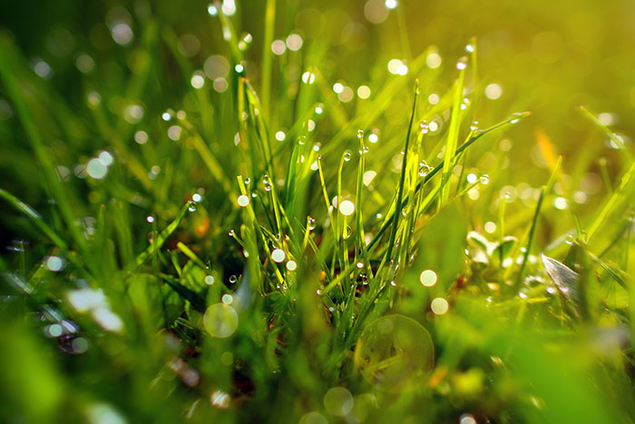 How to collect the dew just by walking on the grass