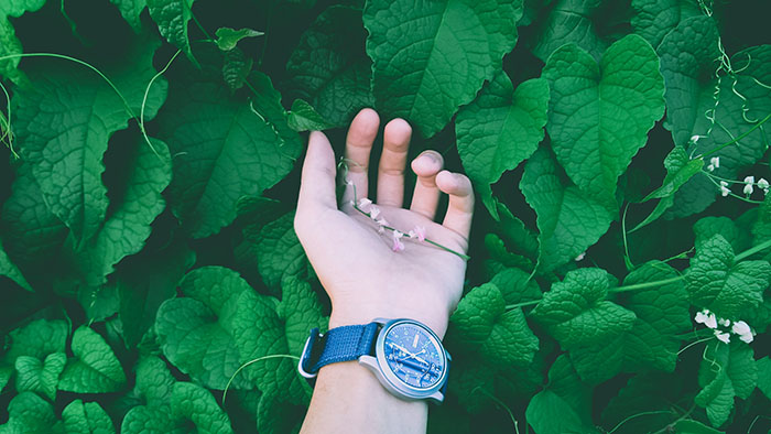 Can you drink water from the vines in survival situation?