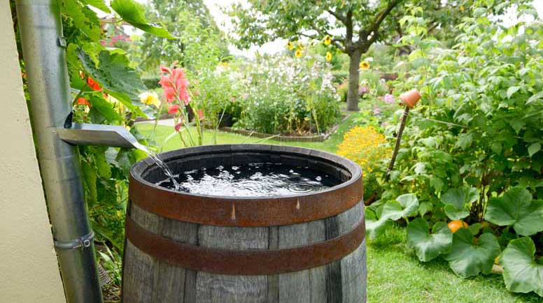 Single barrel connected for rainwater harvesting