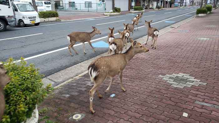 Deers are roaming freely on the streets due to lockdown