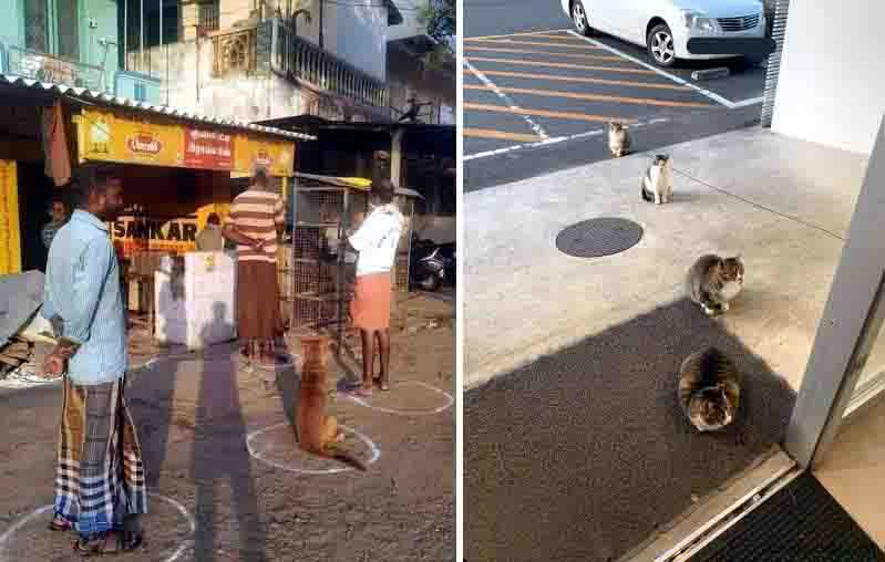 Even the animals are getting used to social distancing