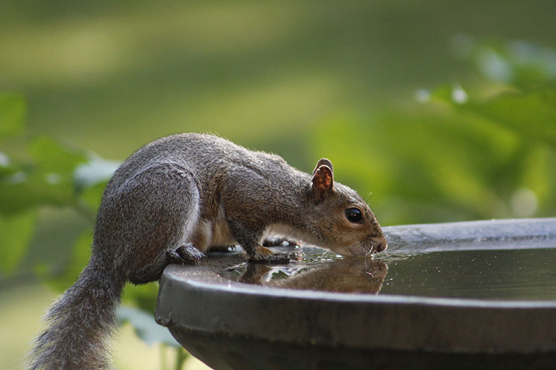 Keeping water for birds may invite some unwanted and unexpected guests too