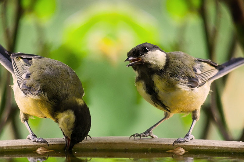 You can attract more birds by trying various strategies as per their behaviour