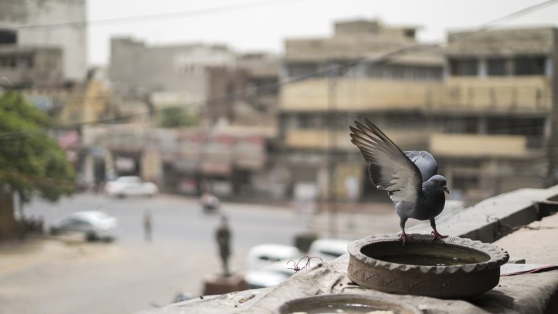 Quantity of water to be kept will vary as per the population of birds in your area