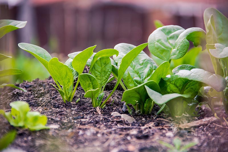 Summer Tips: Plant useful vegetables