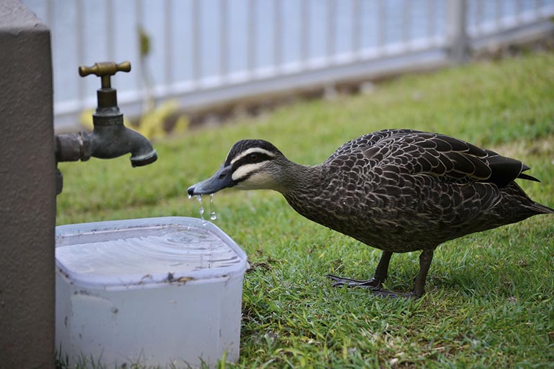 You can reuse any container with wide opening to keep water for birds