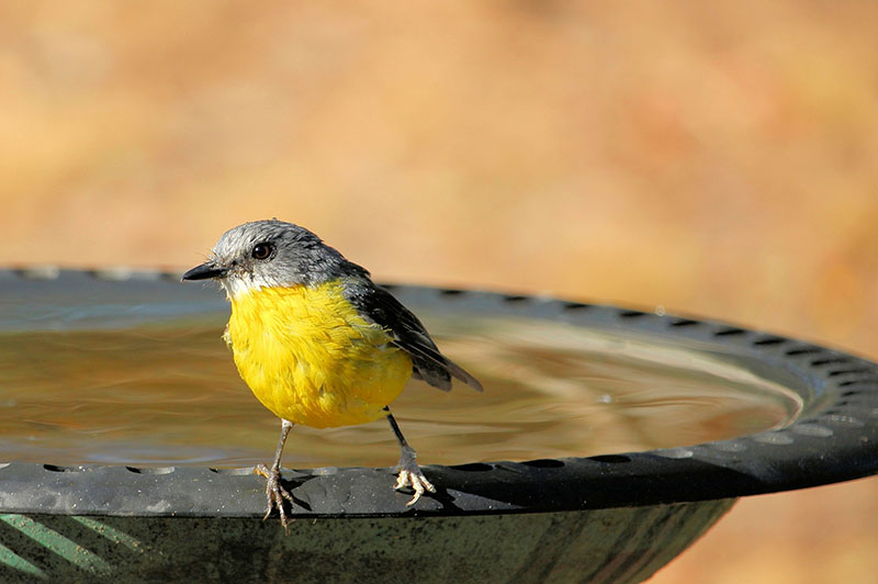 Just keep water for super thirsty birds and they will thank you that