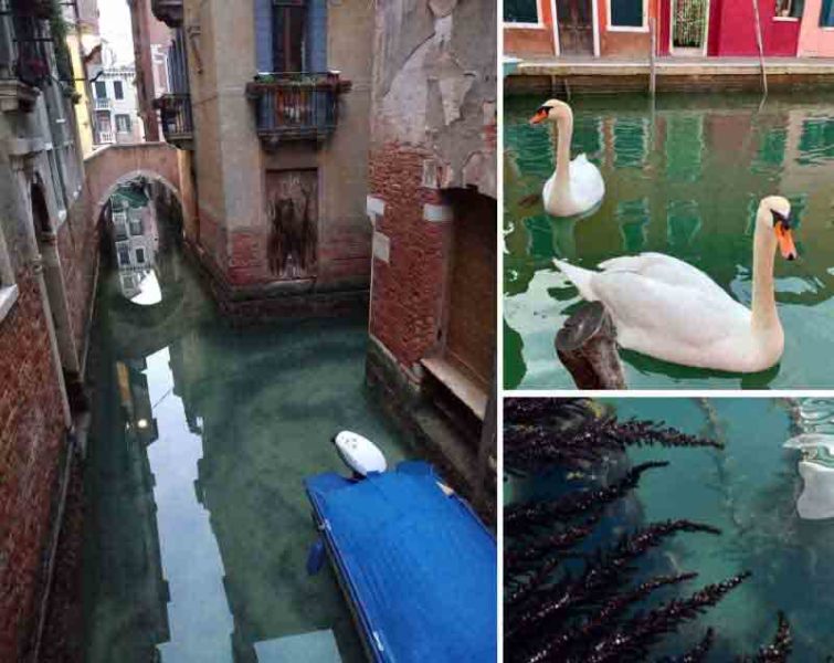 Water in Venice canals goes crystal clear after coronavirus lockdown