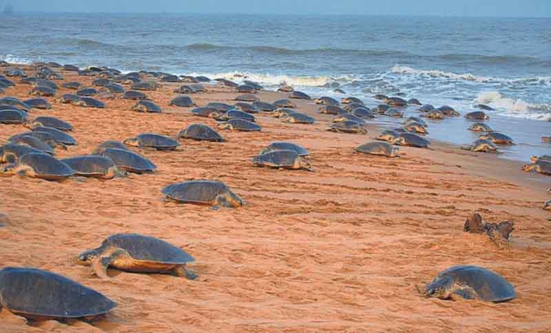In Odisha, India thousands of sea turtles came ashore to lay eggs
