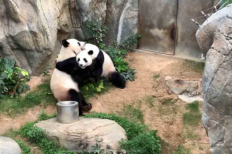 Two giant pandas-Ying Ying and Le Le at Shuttered Zoo in Hong Kong