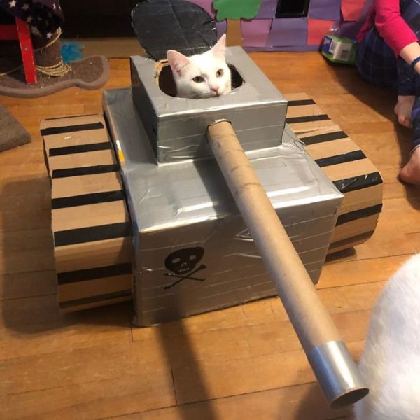This cat is enjoying newly built cardboard tank, specially designed for her