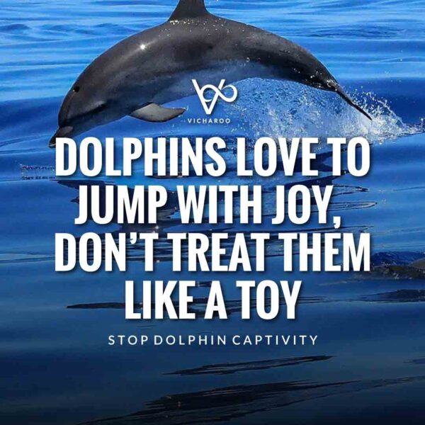 Save Dolphins Slogans and Quotes | National Dolphin Day | Japan Dolphin Day
