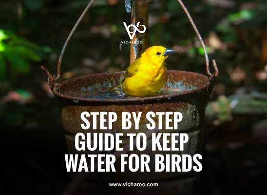 Step by step guide to keep water for birds this summer | National Bird Day | Save Birds