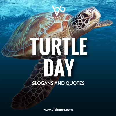 Save Turtles Slogans & Quotes | World Sea Turtle Day
