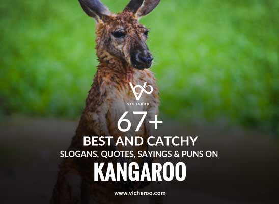 67+ Catchy Save Kangaroo Quotes & Sayings – Vicharoo