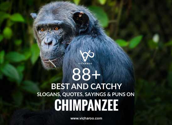 88+ Top Chimpanzee Day Quotes, Puns & Sayings – Vicharoo