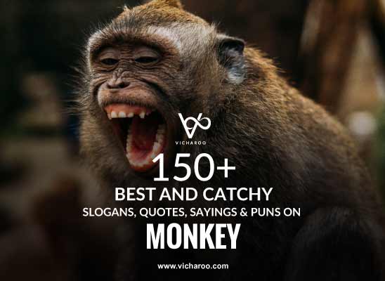 150+ Catchy Monkey Day Quotes, Puns & Sayings – Vicharoo