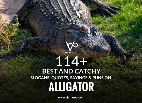 114+ Best Alligator Day Quotes, Puns & Sayings – Vicharoo