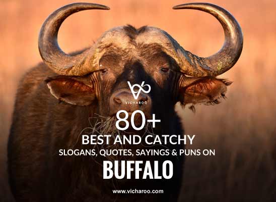 80+ Best Wild Buffalo Day Quotes, Puns & Sayings – Vicharoo