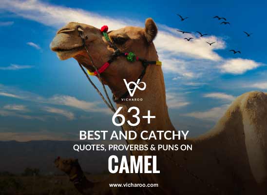 63+ Best Camel Day Slogans, Quotes, Proverbs & Puns – Vicharoo